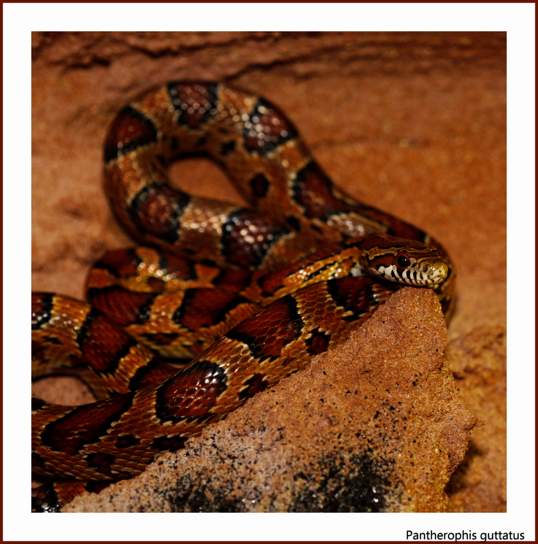 Pantherophis guttatus Okeetee