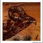 Pantherophis guttatus Okeetee