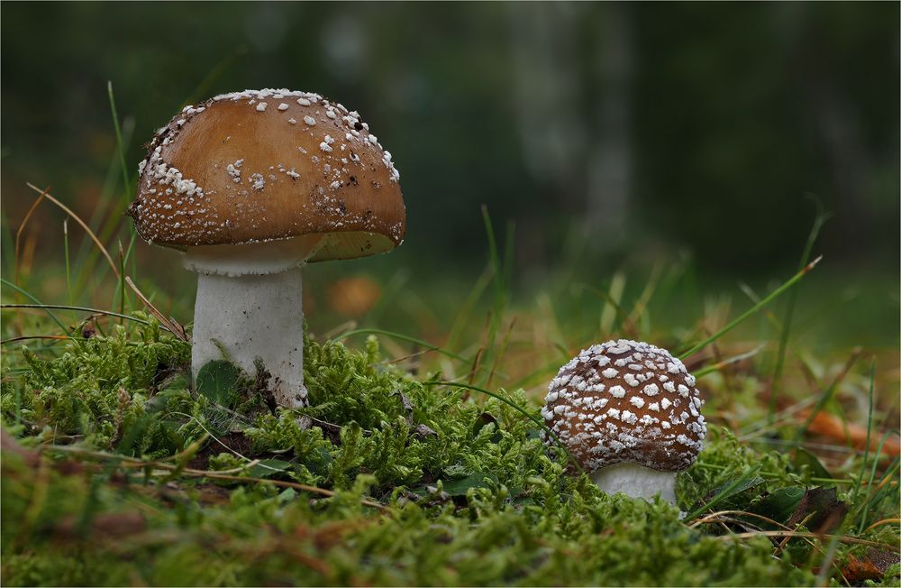 Pantherpilz...... Foto & Bild | makro, giftig, nahaufnahme Bilder auf ...