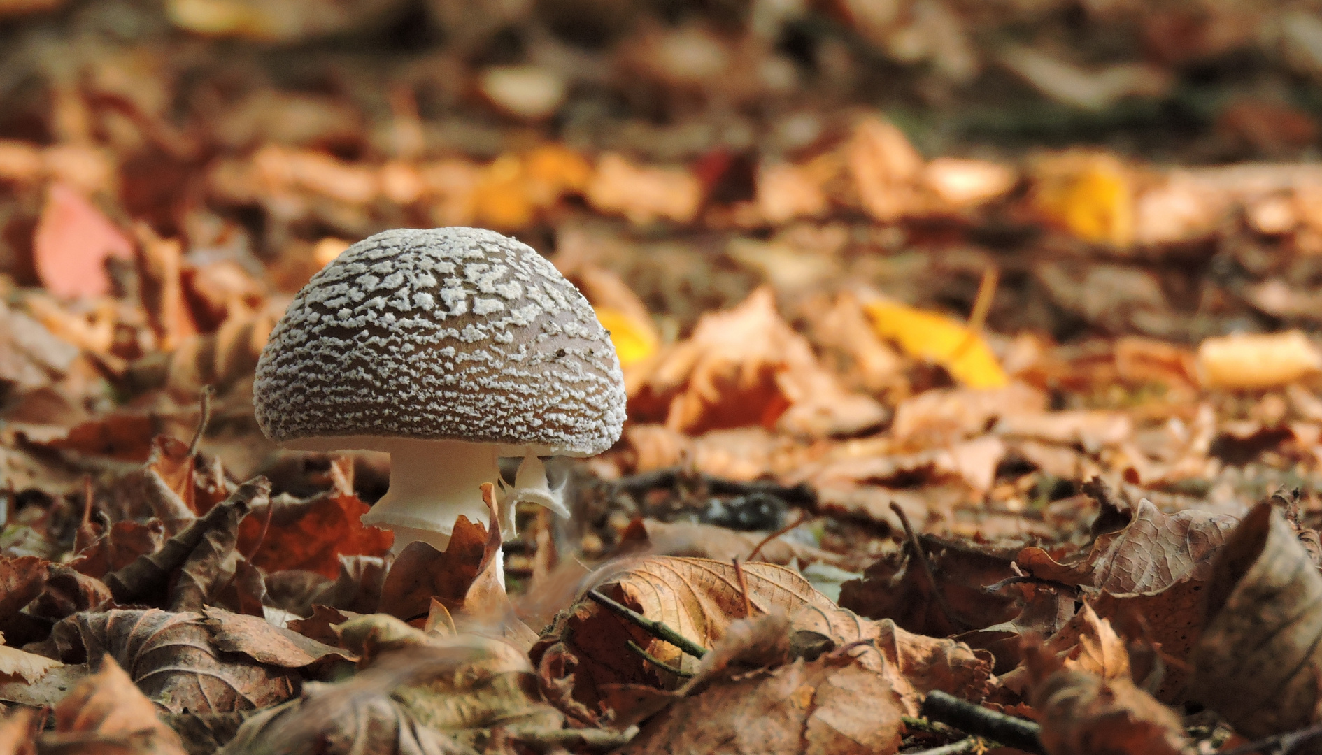 Pantherpilz (Amanita pantherina)