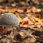 Pantherpilz (Amanita pantherina)