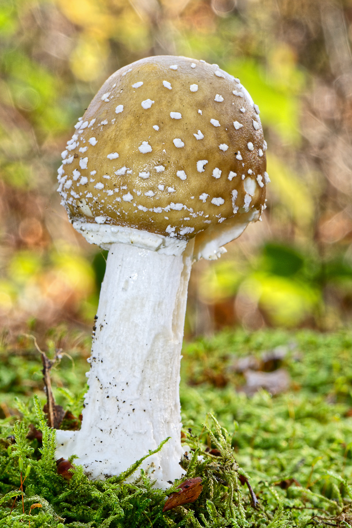 Pantherpilz, Amanita pantherina 