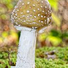 Pantherpilz, Amanita pantherina 