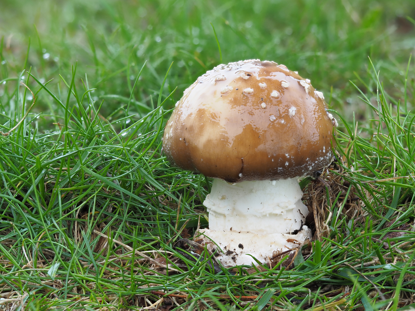 Pantherpilz (Amanita pantherina)