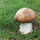 Pantherpilz (Amanita pantherina)