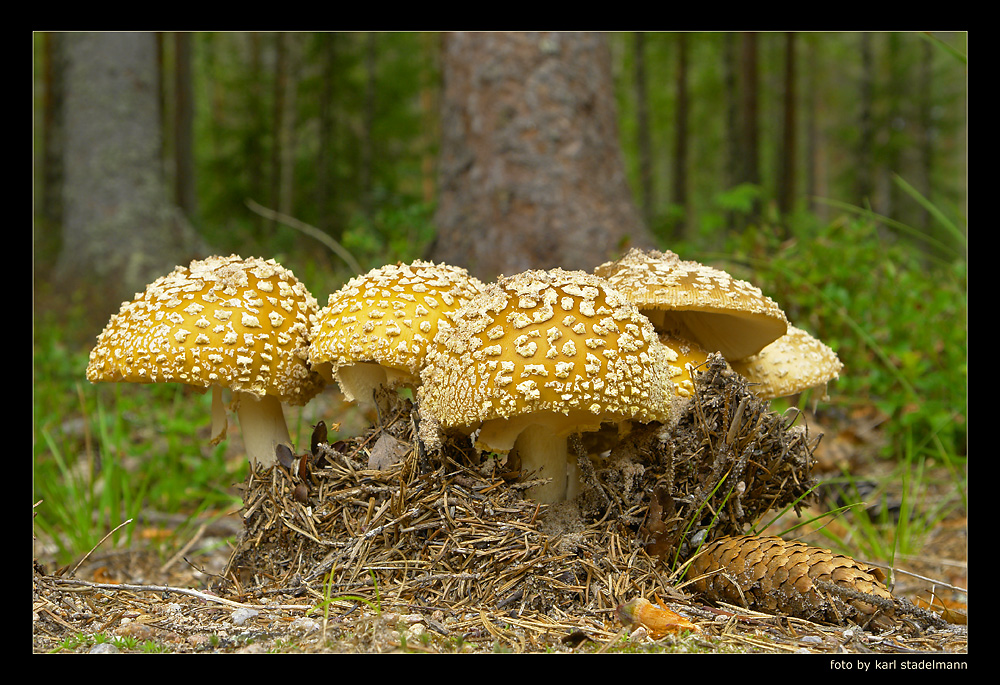 Pantherpilz (Amanita pantherina)