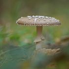 Pantherpilz (Amanita pantherina)