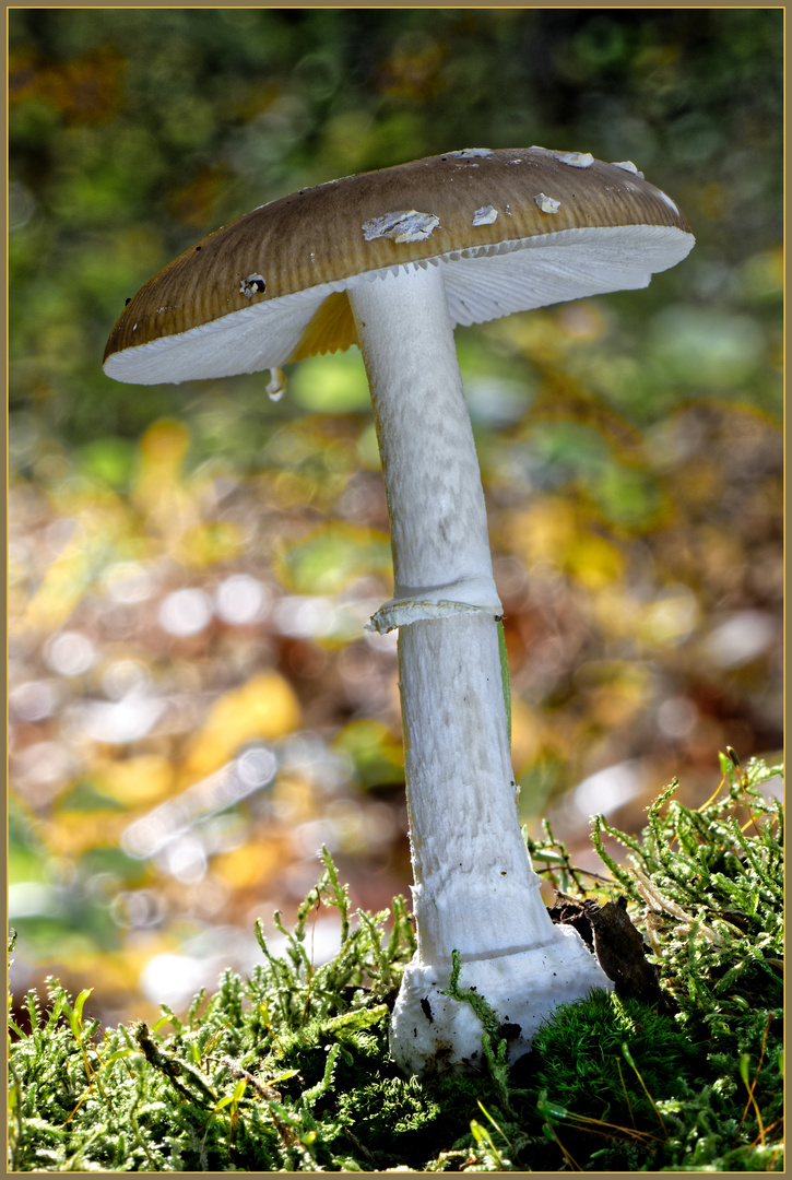 Pantherpilz, Amanita pantherina