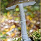 Pantherpilz, Amanita pantherina