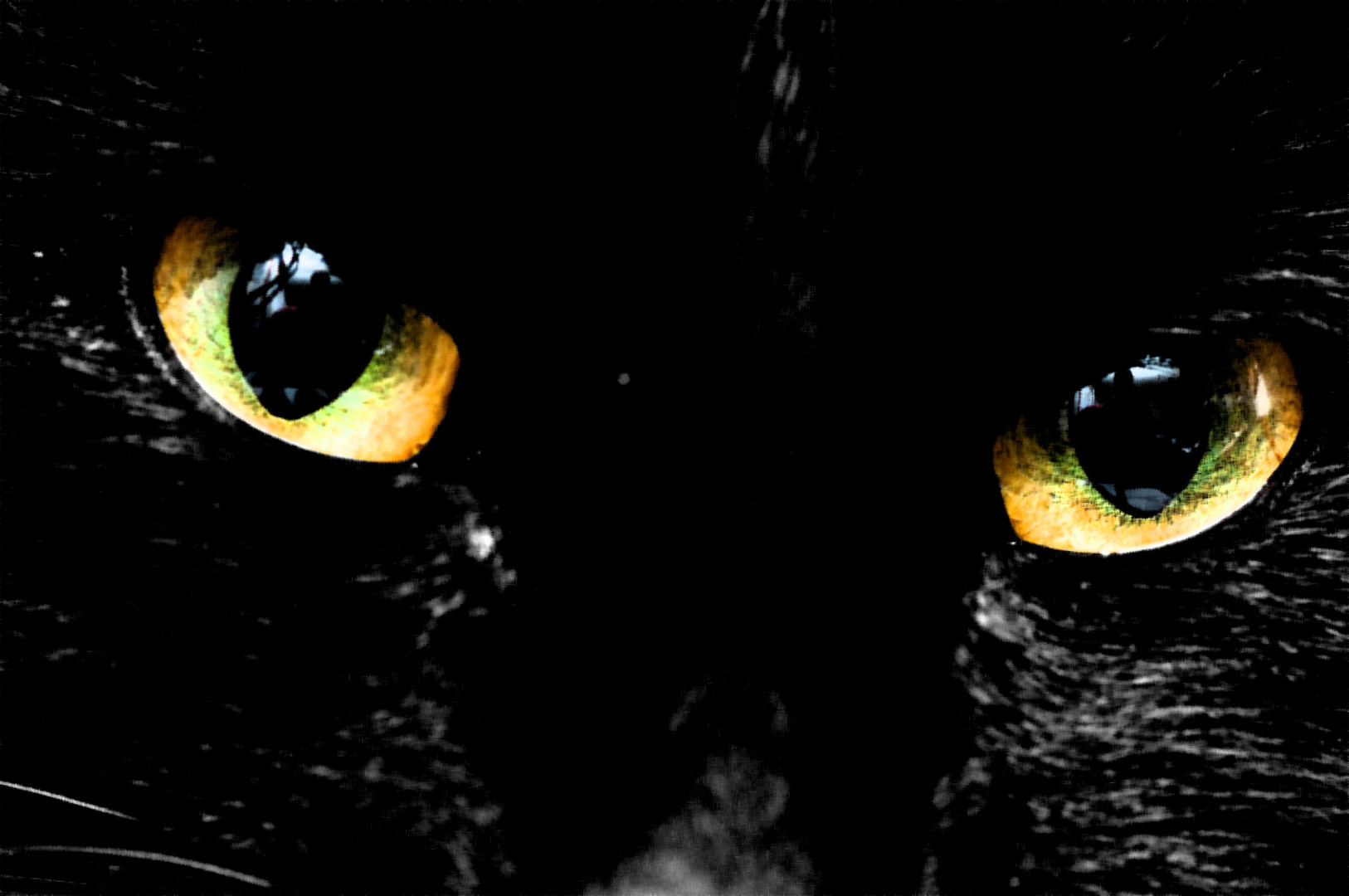 Panther's eyes