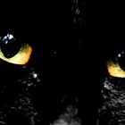 Panther's eyes