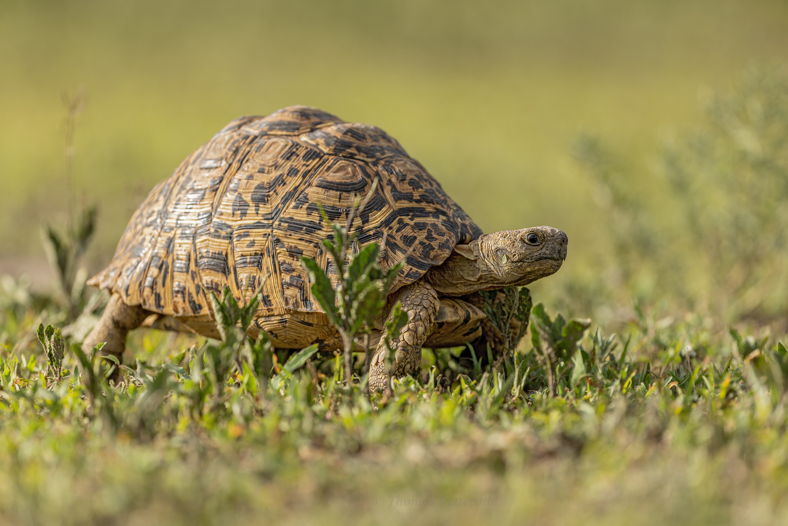 Pantherschildkröte