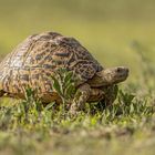 Pantherschildkröte