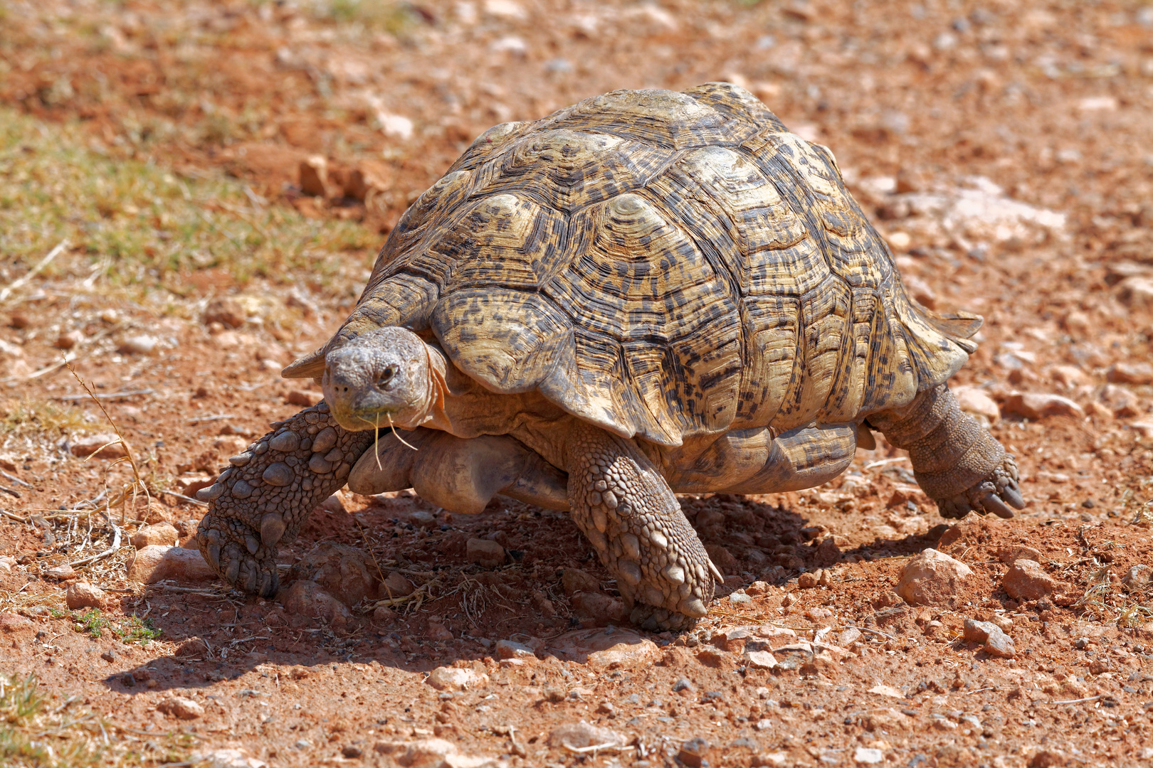 Pantherschildkröte