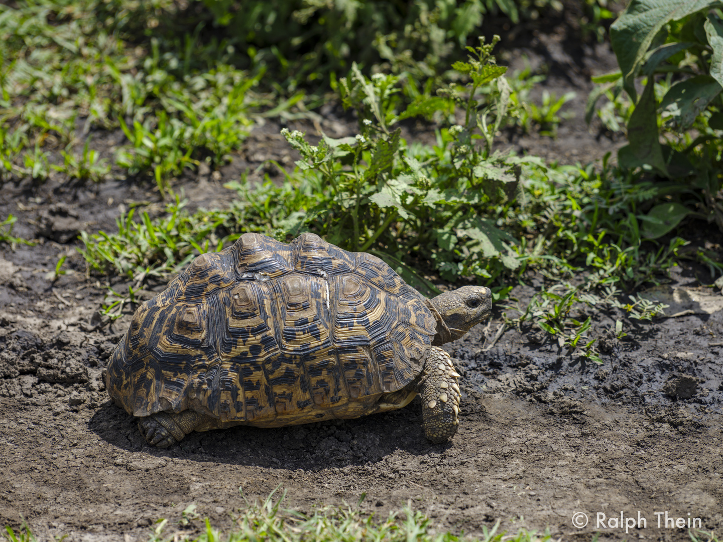 Pantherschildkröte