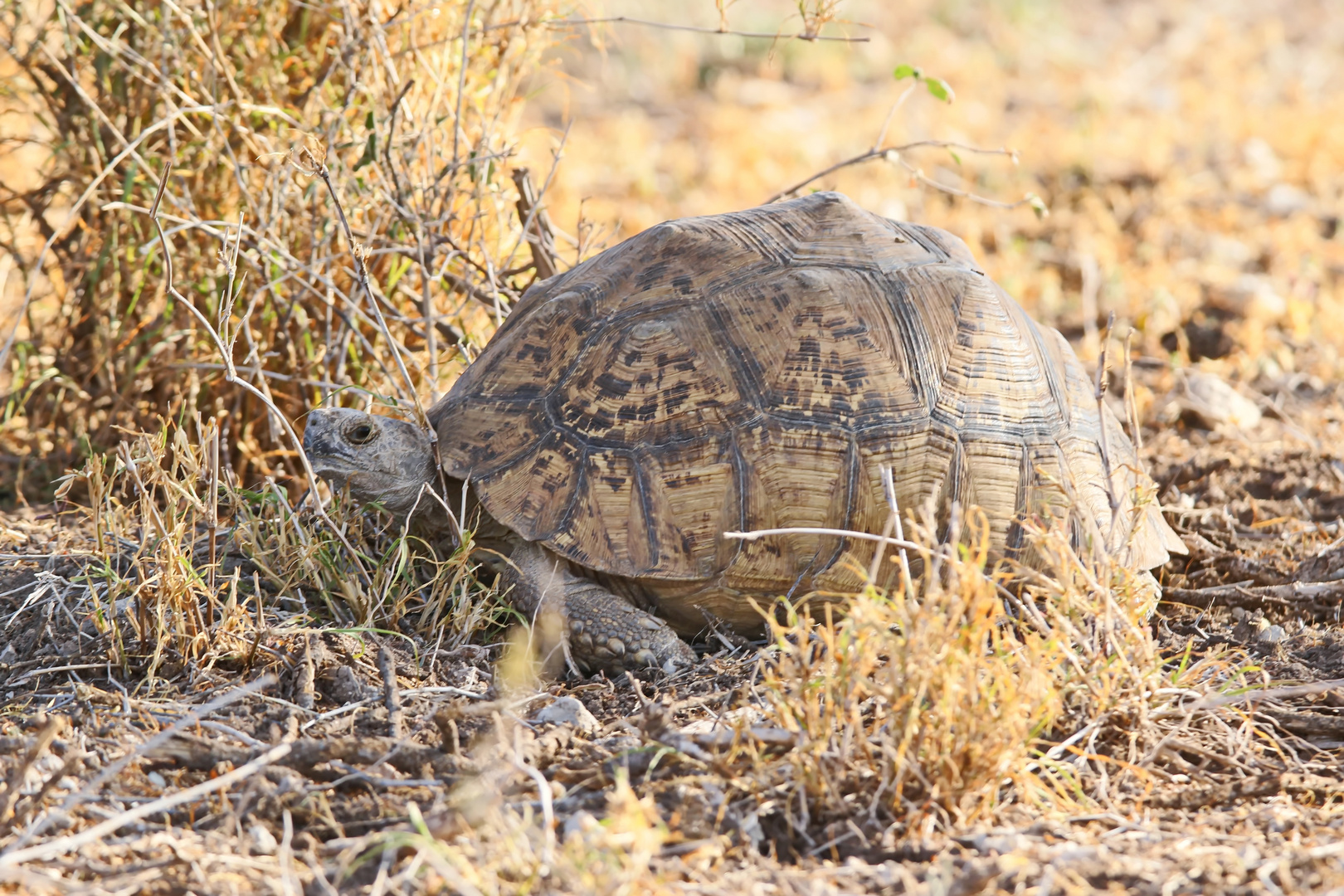 Pantherschildkröte