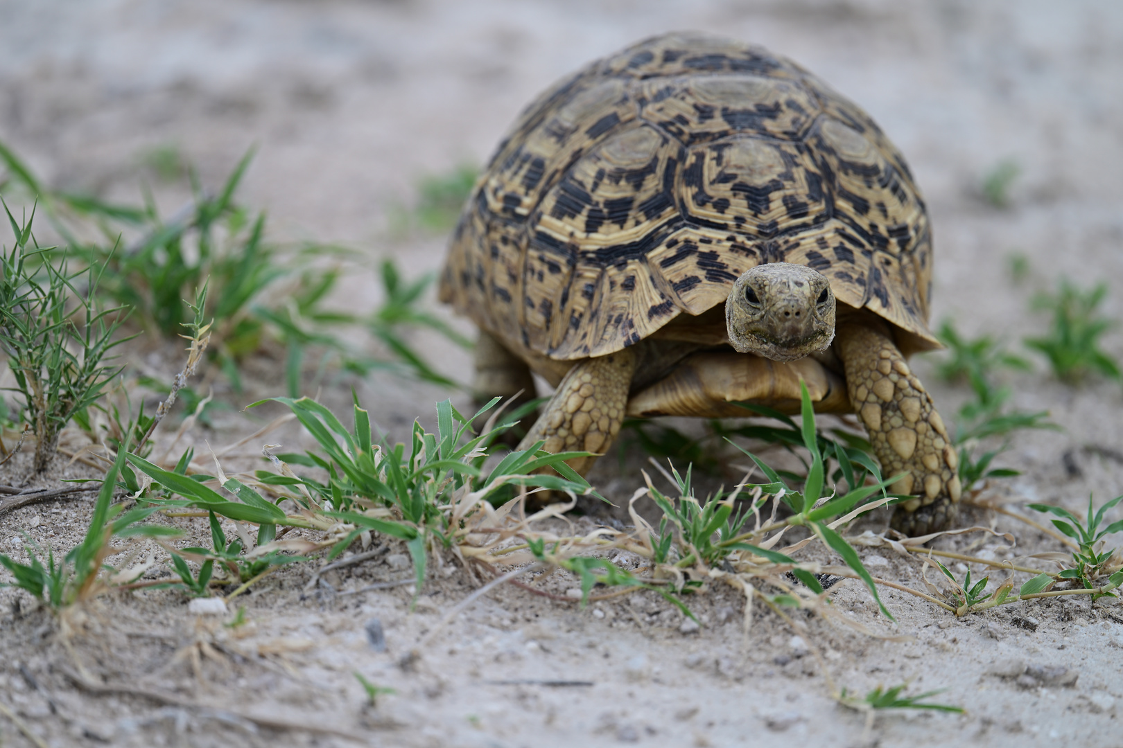 Pantherschildkröte