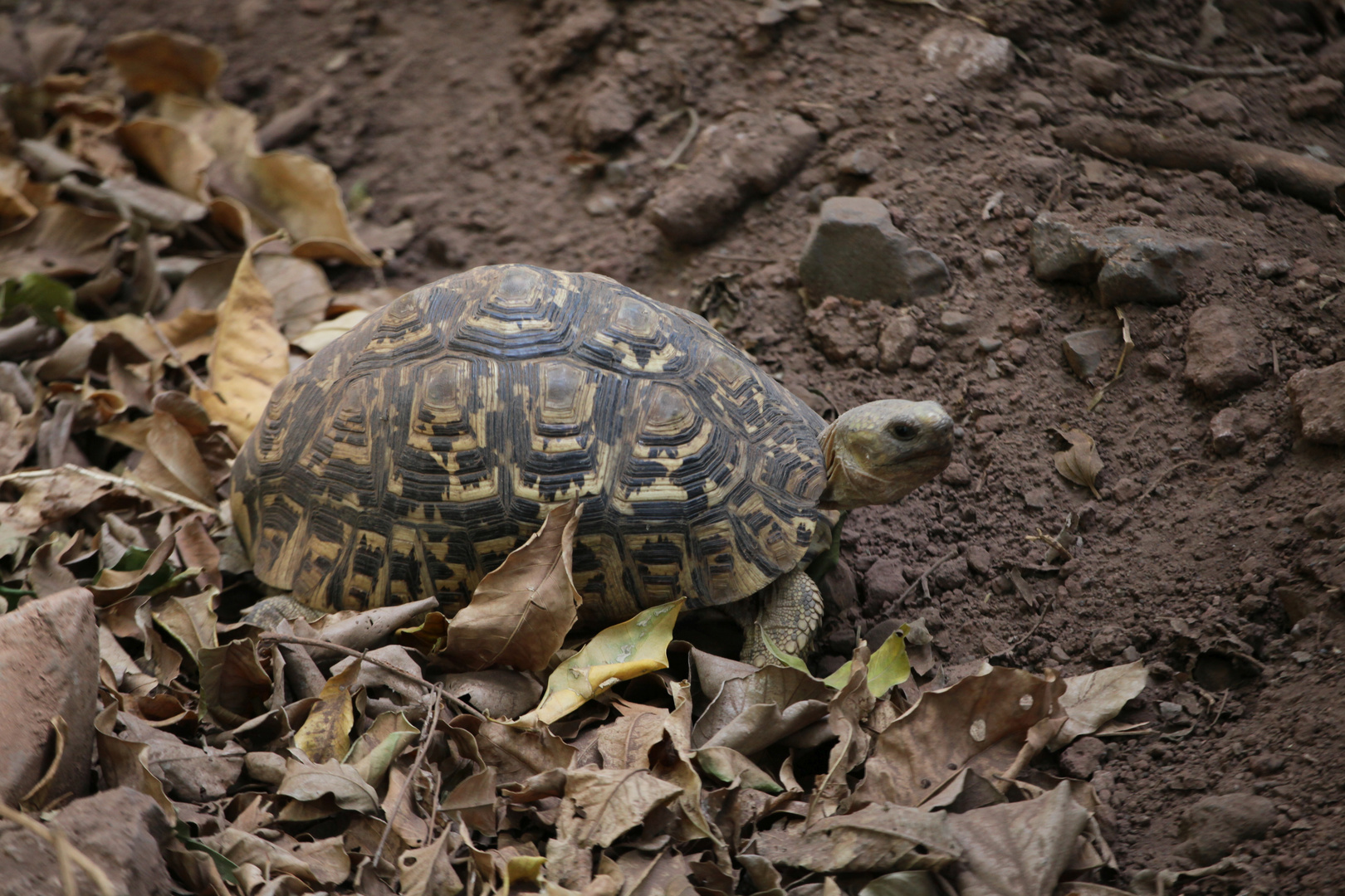 Pantherschildkröte