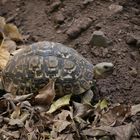 Pantherschildkröte