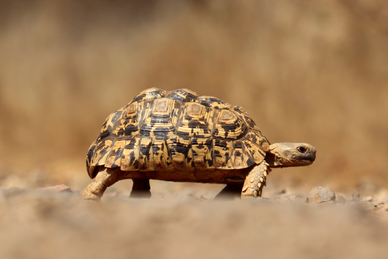 Pantherschildkröte