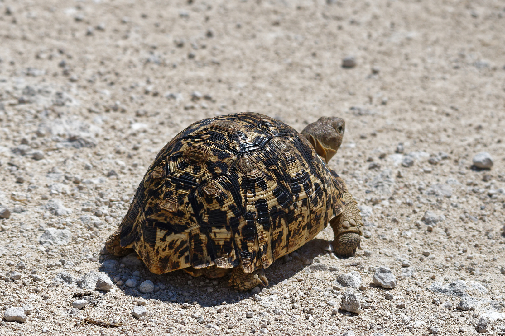 Pantherschildkröte