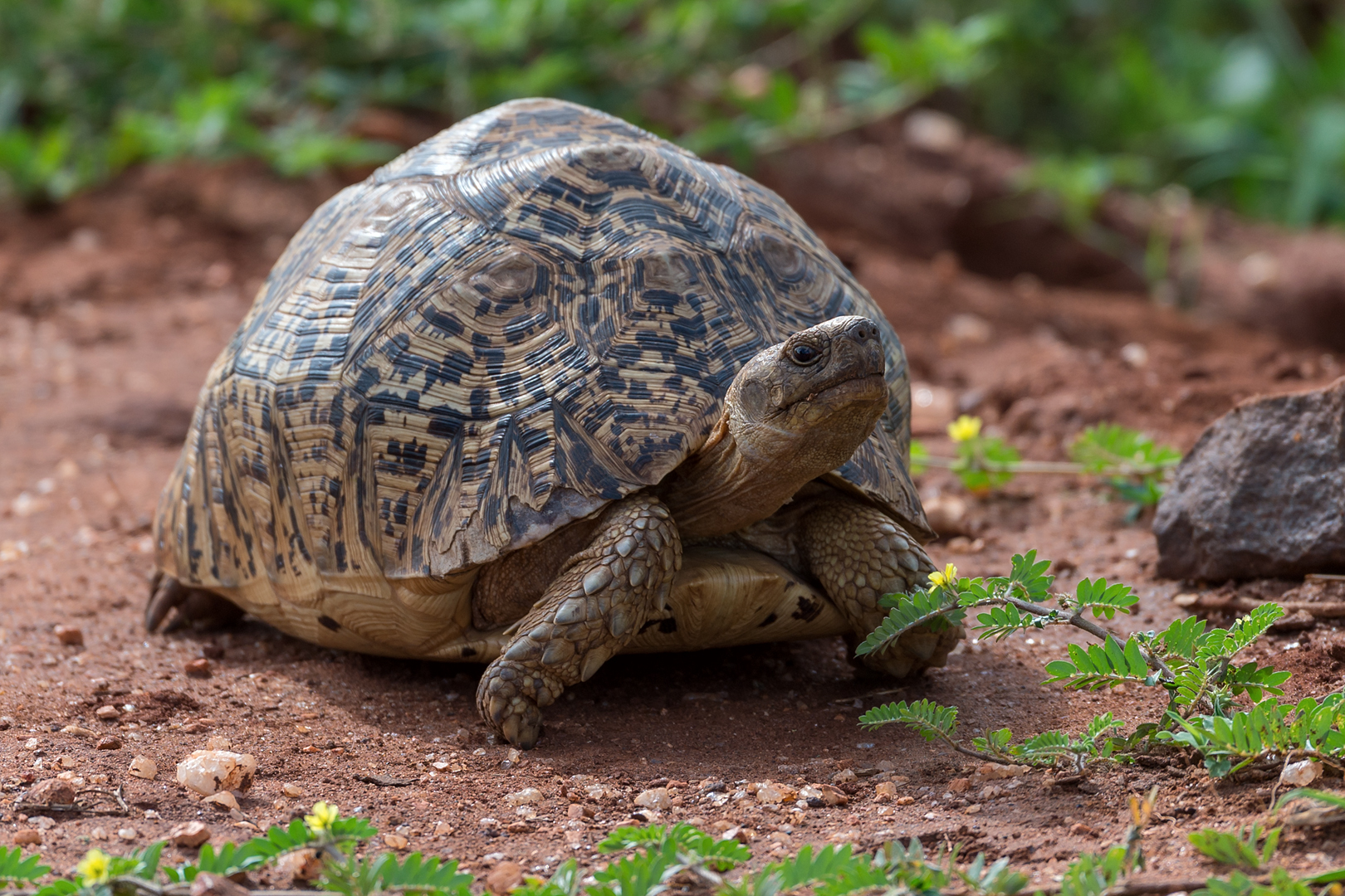 Pantherschildkröte