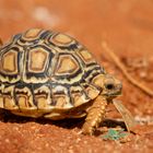 Pantherschildkröte, Kenia, Tsavo Ost