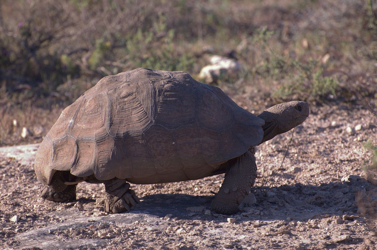 Pantherschildkröte (Stigmochelys pardalis) 