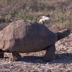 Pantherschildkröte (Stigmochelys pardalis) 