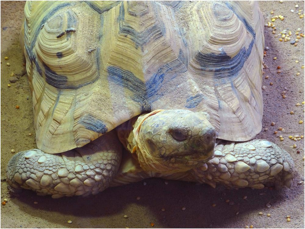 Pantherschildkröte (ZOO NEUWIED)