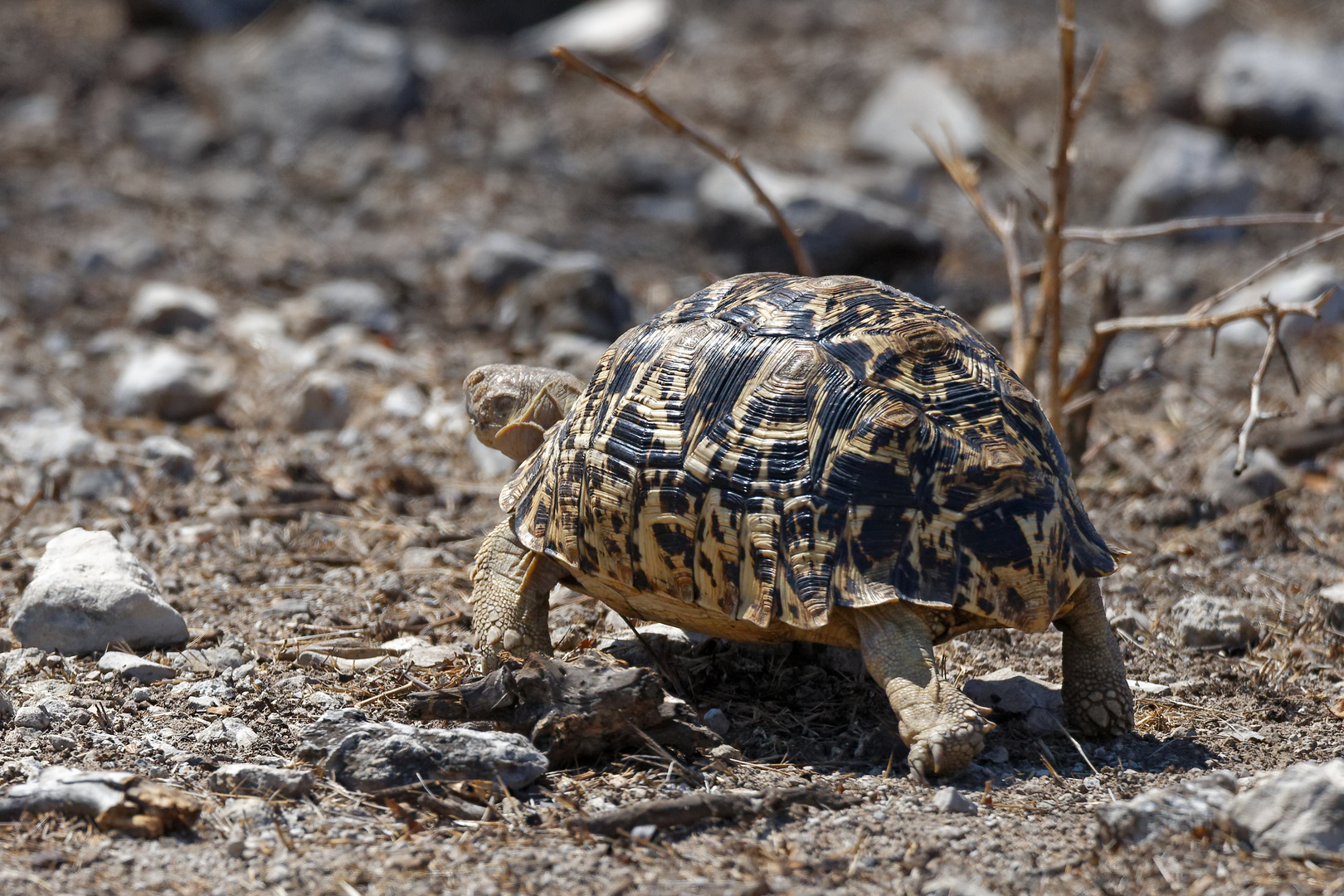 Pantherschildkröte_1