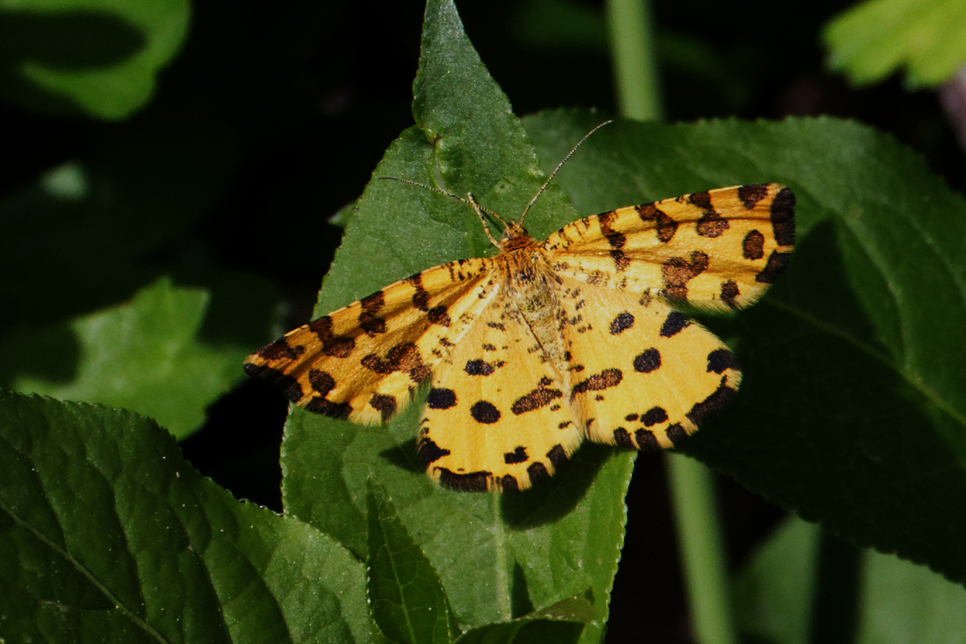 Pantherspanner (Pseudopanthera macularia)