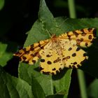 Pantherspanner (Pseudopanthera macularia)