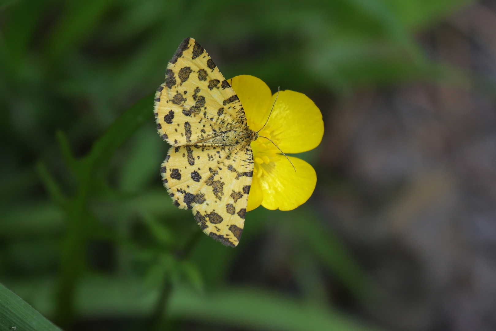 Pantherspanner (Pseudopanthera macularia) (2015_06_11_EOS 6D_5632_ji)