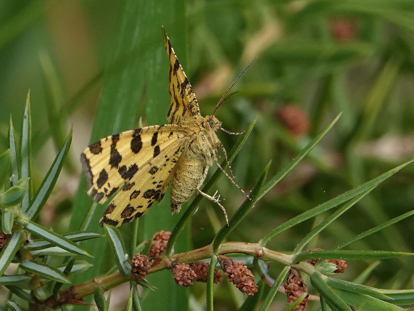  Pantherspanner -Pseudopanthera macularia