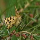  Pantherspanner -Pseudopanthera macularia