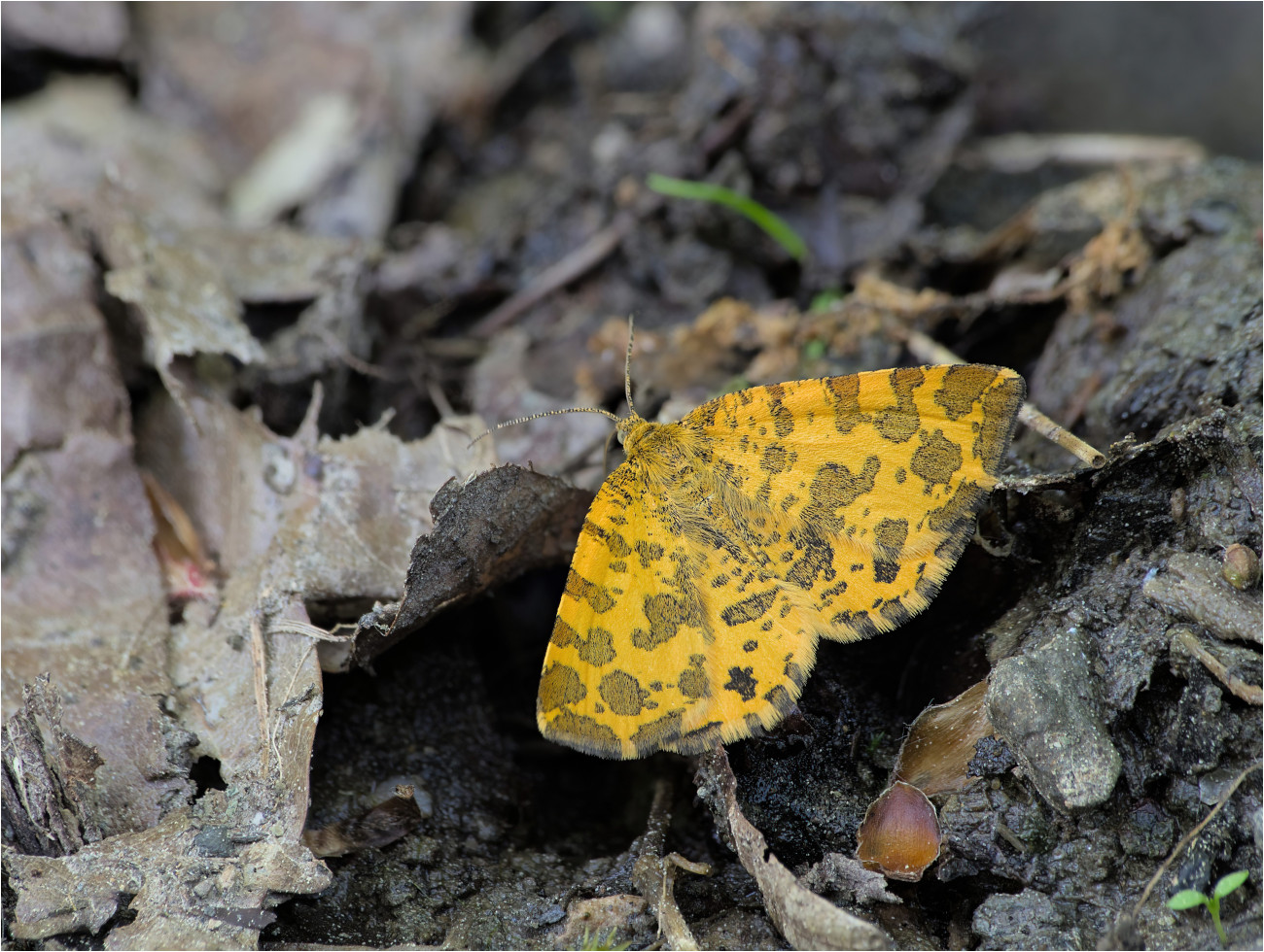 Pantherspanner (Pseudopanthera macularia)