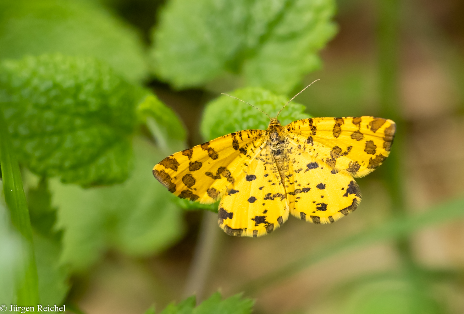 Pantherspanner ( Pseudopanthera macularia ) 