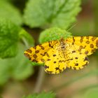 Pantherspanner ( Pseudopanthera macularia ) 