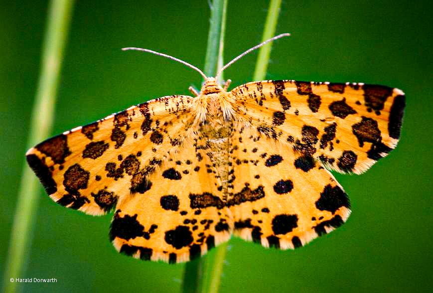 Pantherspanner (Pseudopanthera macularia)