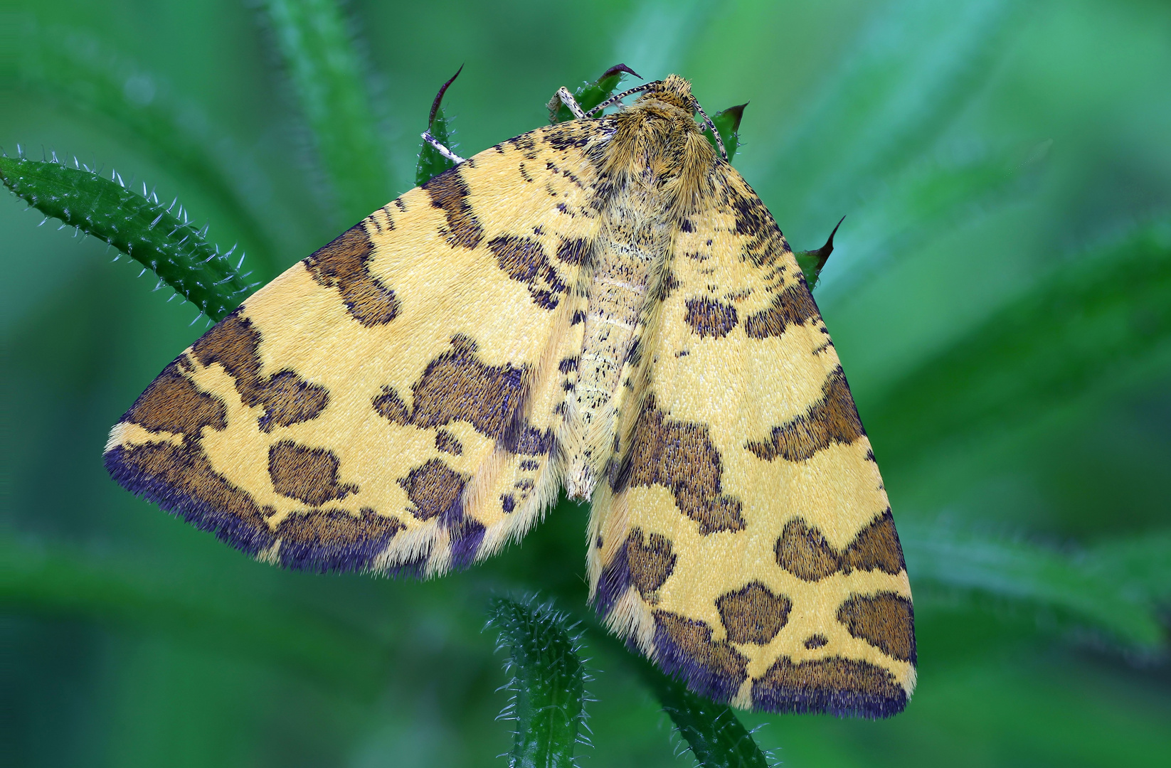 Pantherspanner (Pseudopanthera macularia) 