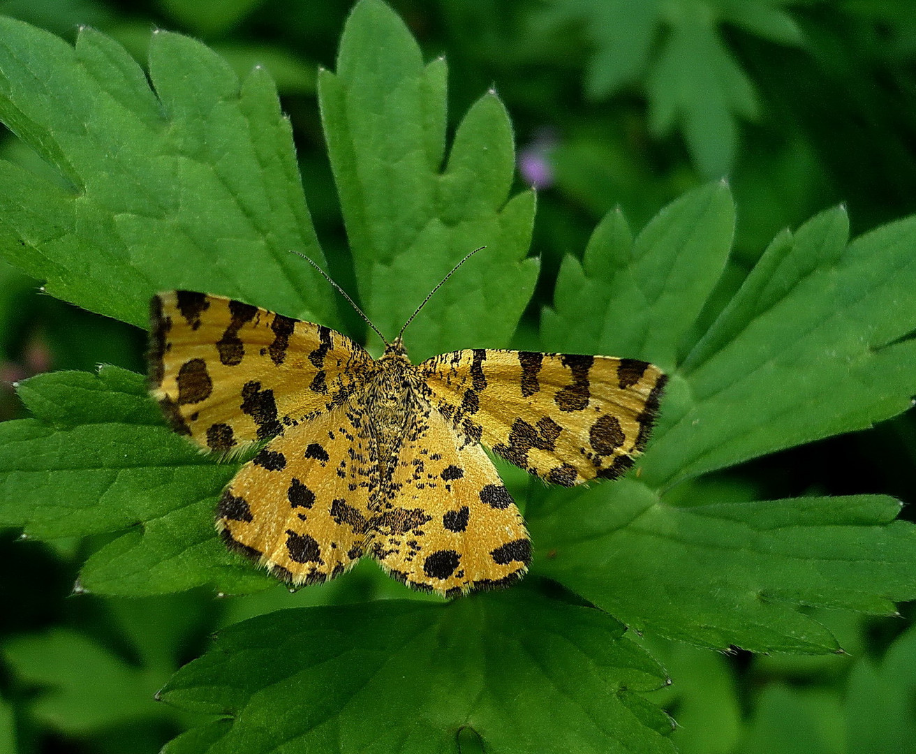 Pantherspanner (Pseudophantera macularia)