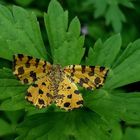 Pantherspanner (Pseudophantera macularia)