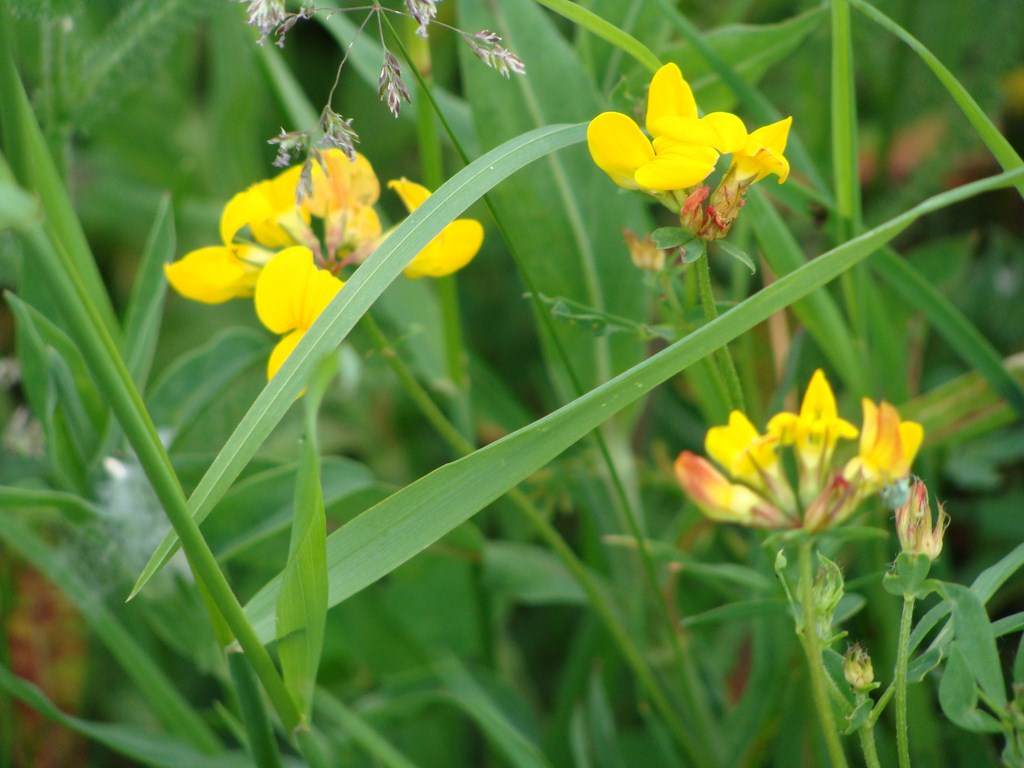 Pantoffelblume