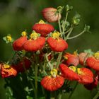 Pantoffelblume als Mittwochsblümchen