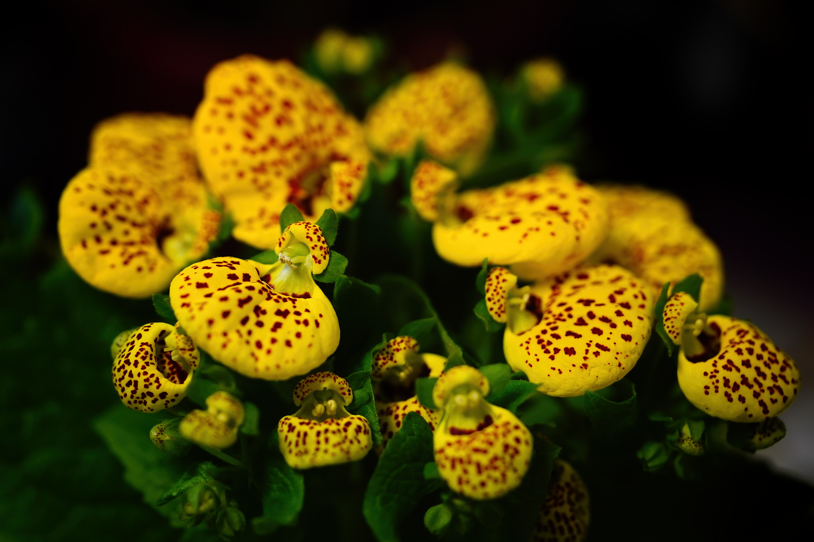 Pantoffelblume  (Calceolaria)