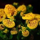 Pantoffelblume  (Calceolaria)