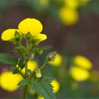 Pantoffelblumen (Calceolaria)..