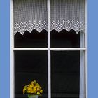 Pantoffelblumen im Fenster, warum das ?