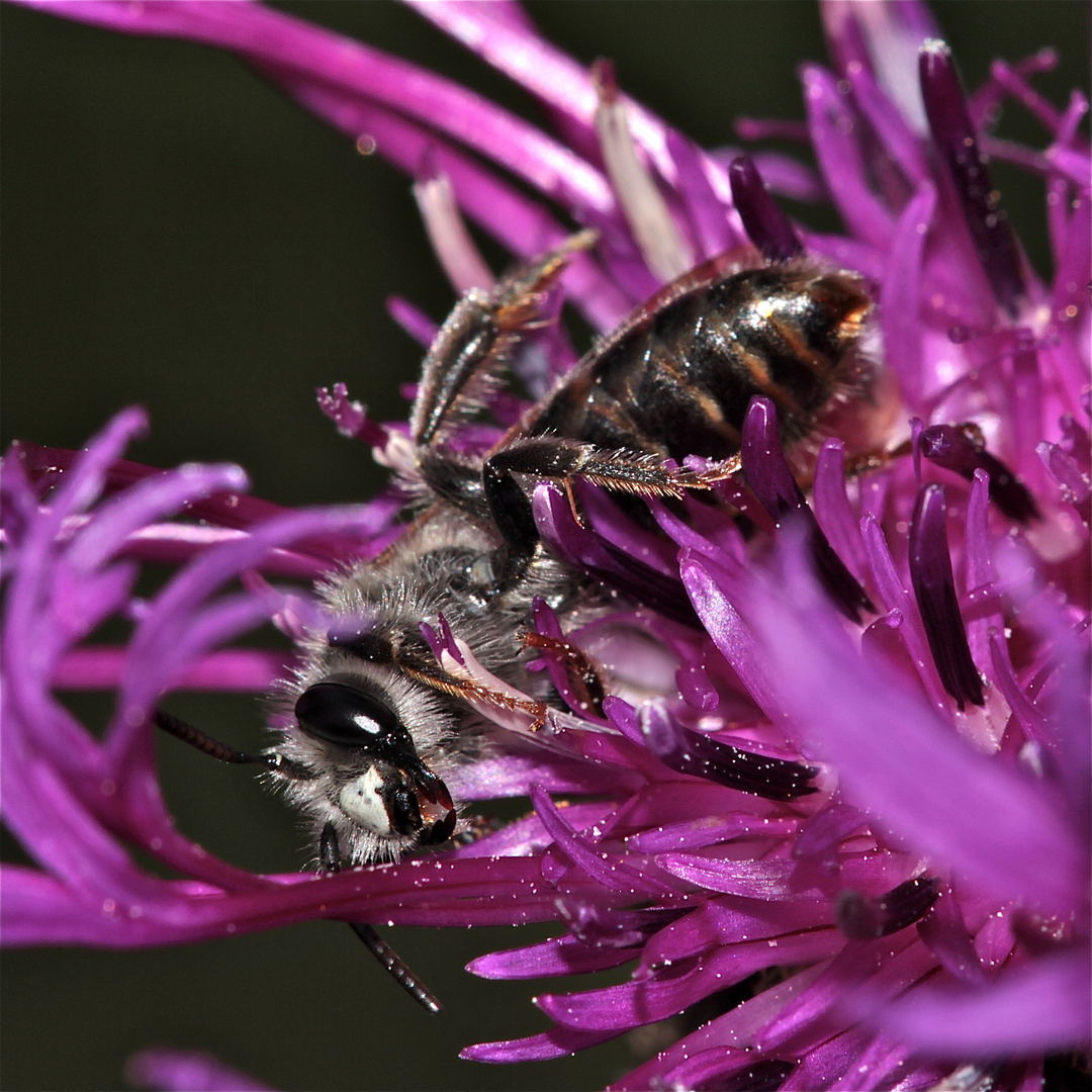 Panurginus sp. - eine schöne Wildbiene, deren Männchen . . .